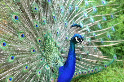 Close-up of peacock