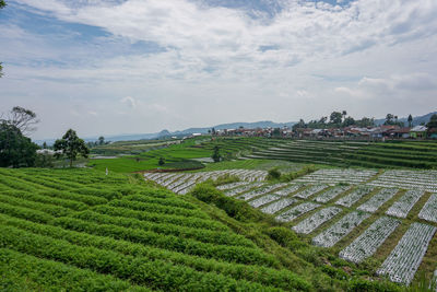 Scenic view of agricultural field against sky