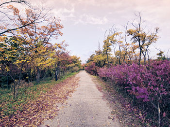 View of flowering plants by road against sky