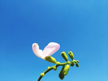 Low angle view of flowering plant against clear blue sky