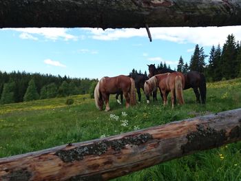 Horses grazing on field against sky