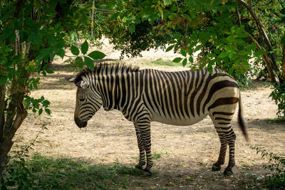 Zebra standing in a field