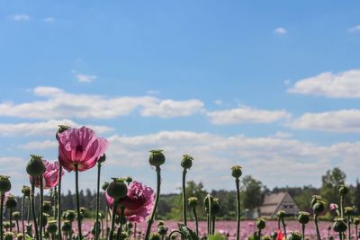 Close-up of pink flowering plants on field against sky