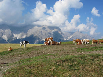 Scenic view of cows on grassy field against cloudy sky