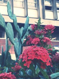 Close-up of red flowering plant