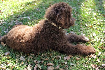 High angle view of poodle resting on grassy field