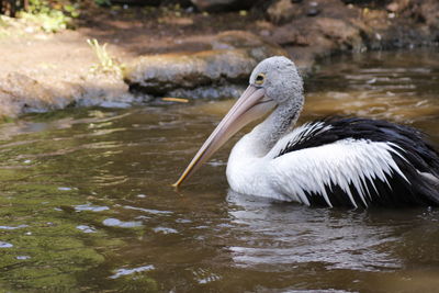 Pelican swimming on lake