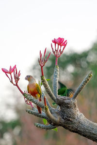 Close-up of pink flower