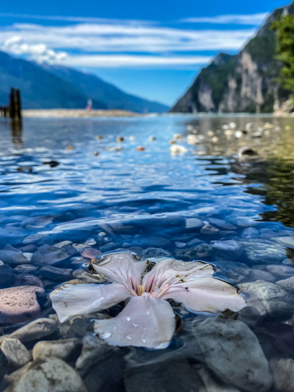 water, sea, beauty in nature, nature, shore, flower, flowering plant, mountain, plant, no people, scenics - nature, sky, environment, rock, coast, ocean, tranquility, travel destinations, land, reflection, body of water, outdoors, day, tranquil scene, beach, blue, landscape, freshness, travel, floating, floating on water