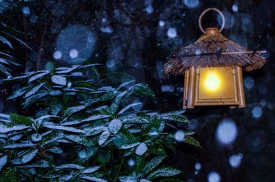 Low angle view of lantern by plant during snowfall