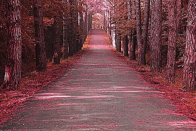 Narrow road along trees