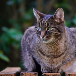 Close-up portrait of a cat