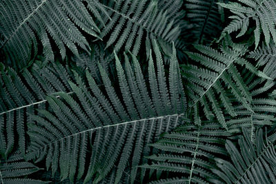 Full frame shot of palm leaves