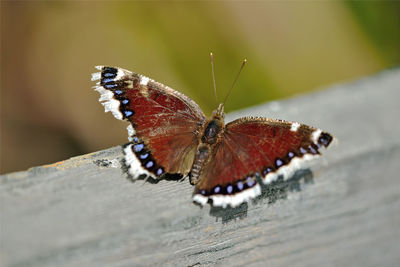 Close-up of butterfly on flower