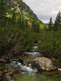 Stream flowing through rocks in forest