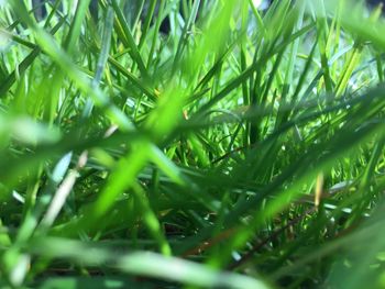 Close-up of leaves on grass