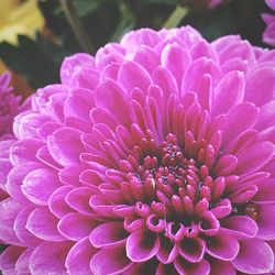 Close-up of pink flower blooming outdoors