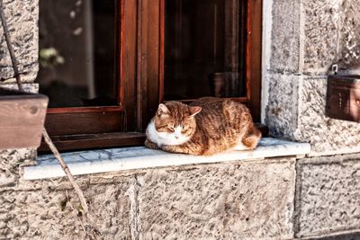 Portrait of cat resting on open door