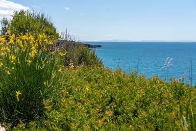 Scenic view of sea against sky