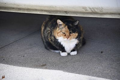 High angle portrait of cat by wall