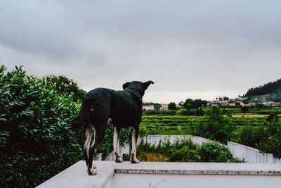Black dog standing against the sky