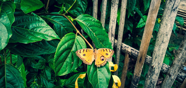 Close-up of butterfly on plant leaves