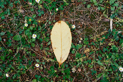 High angle view of dry leaves on field