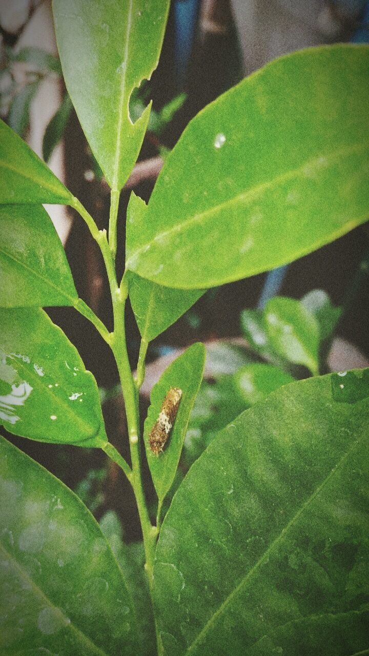 leaf, green color, growth, leaf vein, close-up, plant, nature, leaves, focus on foreground, green, beauty in nature, no people, day, outdoors, selective focus, natural pattern, botany, tranquility, growing, detail