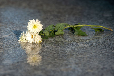 Close-up of white flowering plant