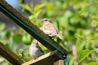 Close-up of sparrow perching on tree