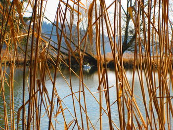 Close-up of lake against sky during sunset