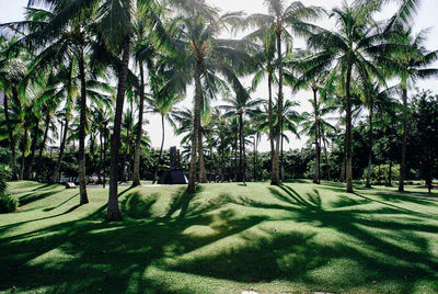 Palm trees growing on grassy field against sky