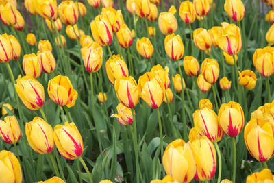 Close-up of tulips blooming on field