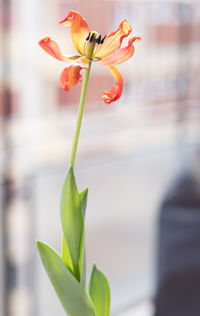 Close-up of flowering plant