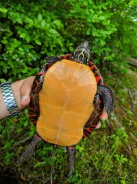Close-up of butterfly on plant