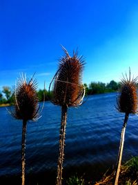 Close-up of thistle against blue sky