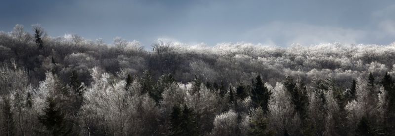 Panoramic view of trees against sky