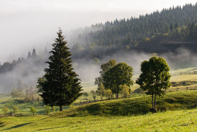 Trees on field against sky