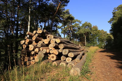 Stack of logs in forest