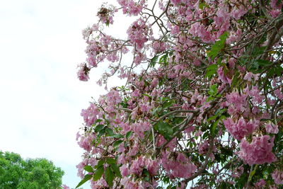 Low angle view of pink cherry blossoms in spring