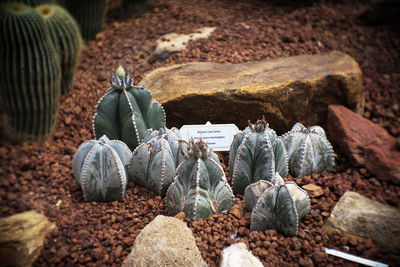 Astrophytum