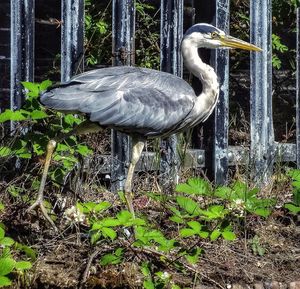 High angle view of gray heron on land