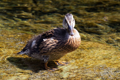 Close-up of mallard duck in water at lakeshore