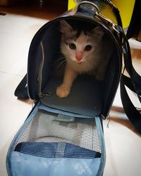 Portrait of cat sitting