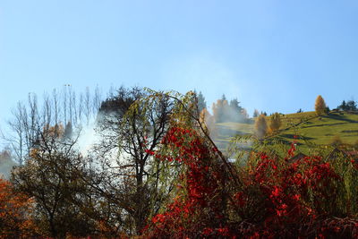 Plants and trees against sky during autumn