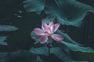 Water lily in pond