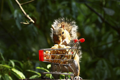 Grey squirrel with a shopping trolley full of peanuts in a woodland setting