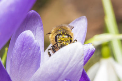 Close-up of bee pollinating on purple flower