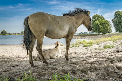 Horse standing on field against sky