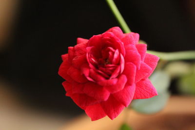 Close-up of red flower